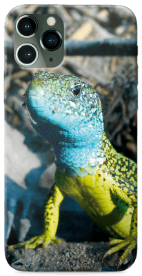Colored Lizard