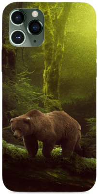 Medve az erdőben