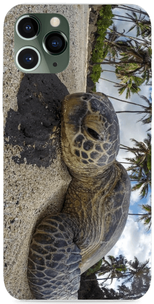 Teknősbéka a parton