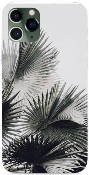 Black and white palm