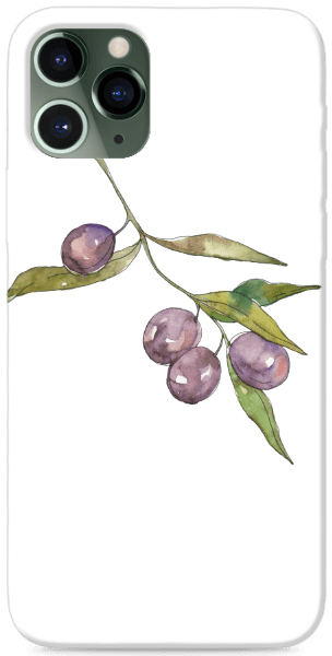 Oliva ág - átlátszó háttér